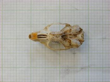 Media type: image;   Mammalogy 31366